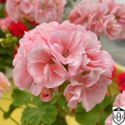 Pelargonium 'Marbacka' - Pelargoon 'Marbacka' P9/0,55L